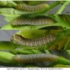 zeg eupheme larva2 volg